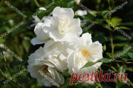 Красивые белые розы крупным планом Цветущие белые розы крупным планом на фоне зеленых листьев в саду летним днем в парке.