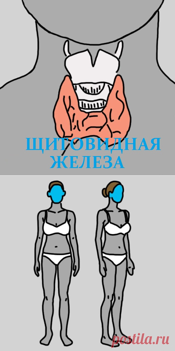 12 признаков того, что надо проверить щитовидную железу. Скрытый враг — гипотиреоз