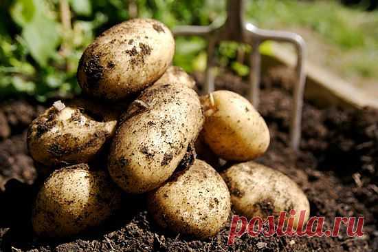 Американская система посадки картофеля. Способ борьбы с личинками колорадского жука .