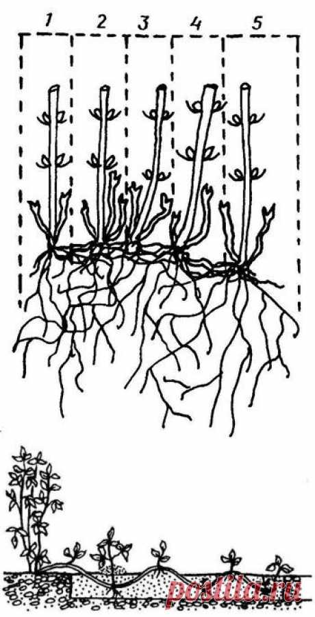 Как размножить клематисы делением куста и отводками