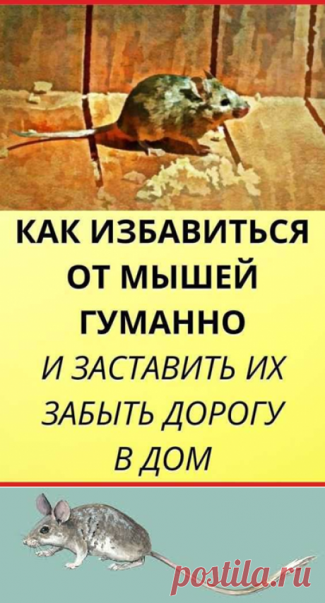 Любая мышь способна повредить стены, провода, и даже одежду. Хуже всего, эти вредители могут быть переносчиками болезней. Вам не захочется, чтобы мыши пробрались к пище! Но если завести кота не получается, помогут природные репелленты - мощное средство от мышей. садовый декор