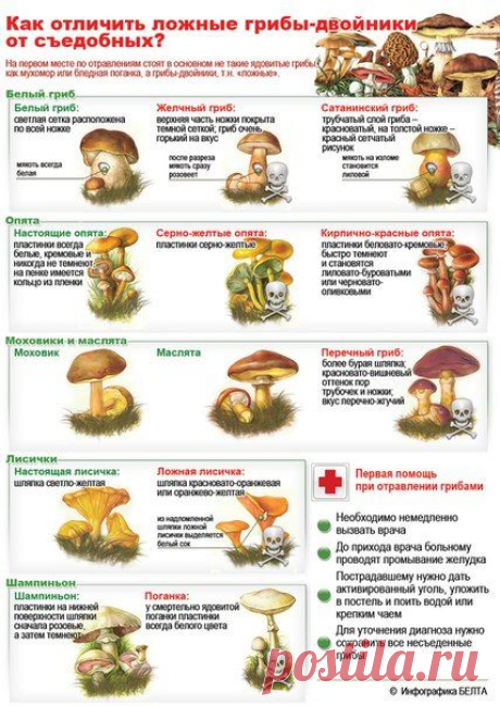 Как правильно готовить грибы | Это интересно!