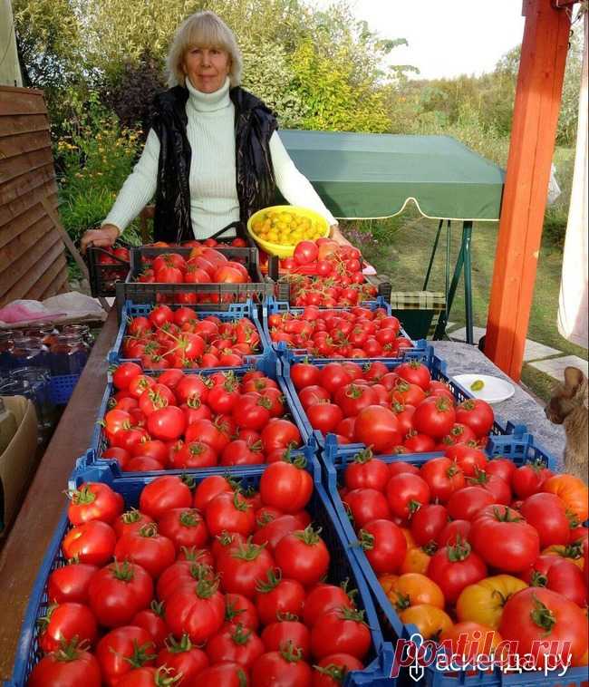 Агротехника выращивания томатов ОТ и ДО: Группа Практикум садовода и огородника