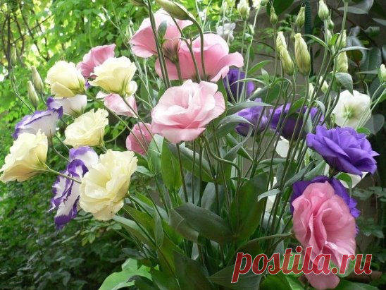 Эустома украсит ваш сад
Эустома – очень привлекательное растение с сизыми, словно покрытыми воском, листьями и крупными воронковидными простыми или махровыми цветками нежных оттенков. Цветки у эустомы крупноцветковой достигают 7–8 см в диаметре. Они бывают самой разной окраски – белые, розовые, лиловые, фиолетовые, белые с цветной каймой и т. д. Полураспустившиеся цветки похожи на бутоны роз, а когда раскроются полностью – на крупные маки. Стебли у эустомы прочные, 80–90 см в высоту, примерно с