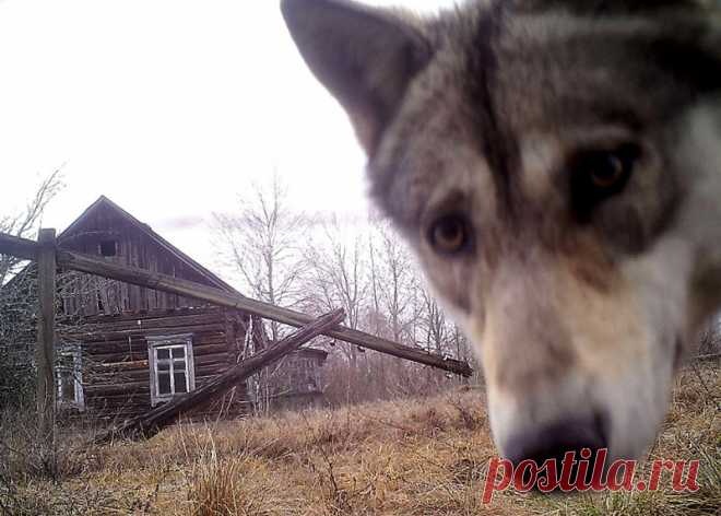 Чернобыльские животные (16 фото) » Невседома - жизнь полна развлечений