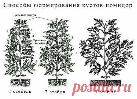 Все про помидоры