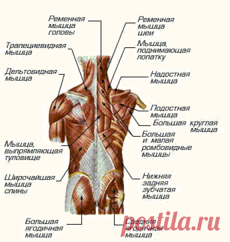 Строение и анатомия мышц спины человека