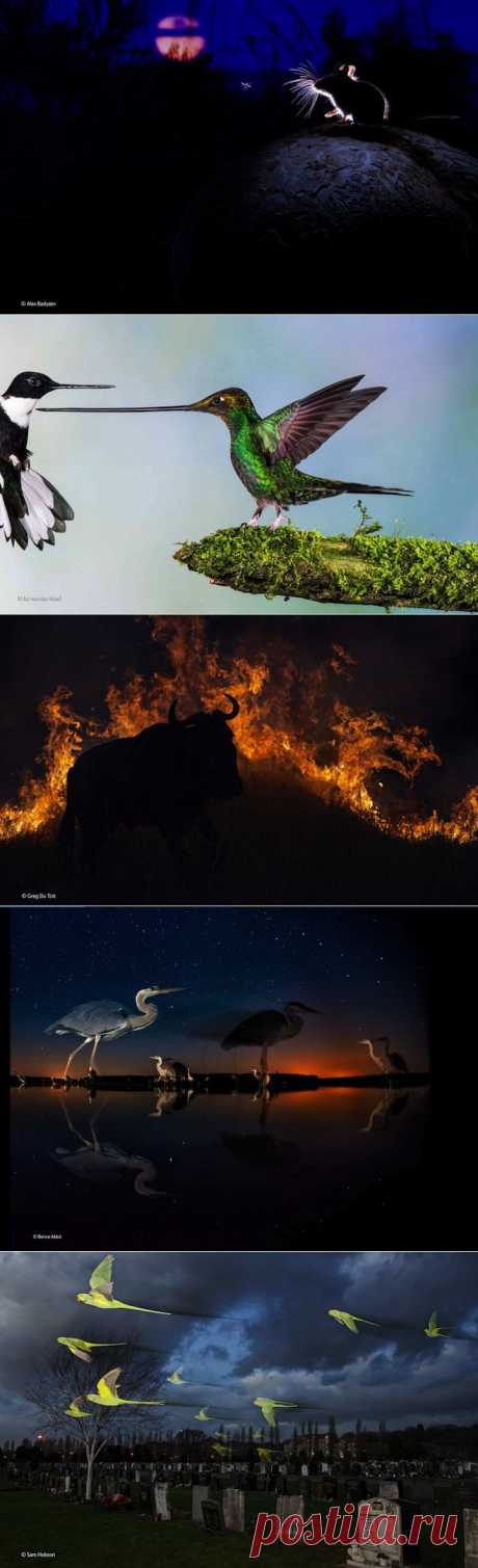 Победители конкурса Wildlife Photographer of the Year 2014 - Фотоискусство