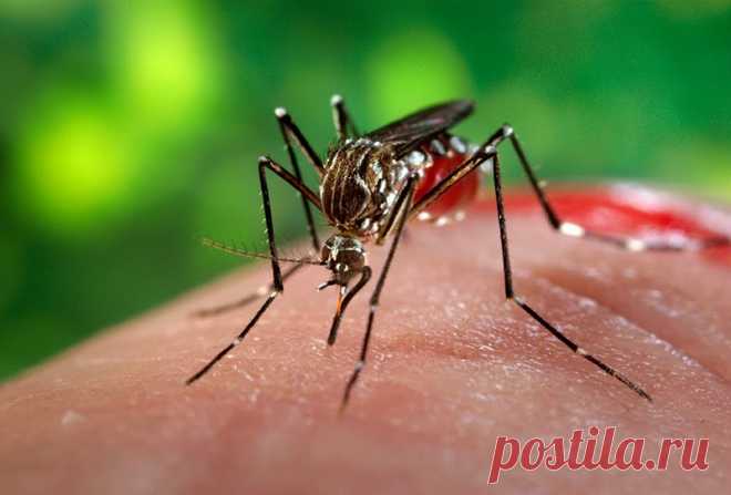 Как убрать укус комара за 20 секунд — ГАРМОНИЯ