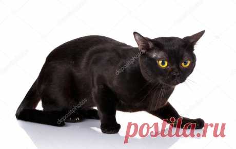 Изображения, похожие на 134364988 black cat crouched on a white background