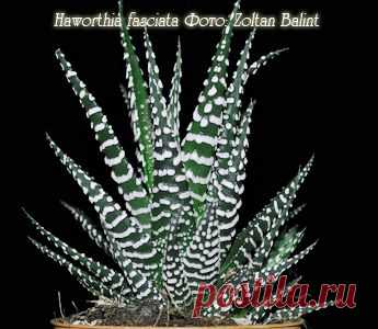 Хавортия Haworthia - Комнатные растения и цветы
