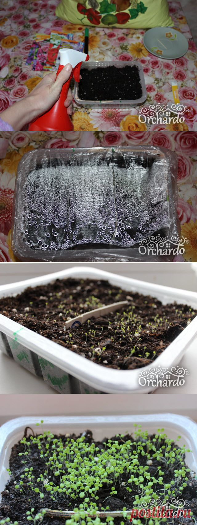 Как правильно вырастить рассаду петунии (пошаговая схема выращивание рассады)