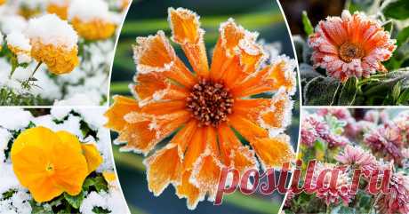 Цветы, которым не страшны осенние заморозки Какие растения украсят цветник поздней осенью и не погибнут во время первых морозов?