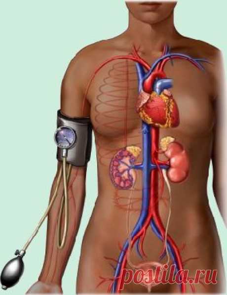 10 ЗАБЛУЖДЕНИЙ ОБ АРТЕРИАЛЬНОМ ДАВЛЕНИИ. | Познавательный сайт ,,1000 мелочей&quot;