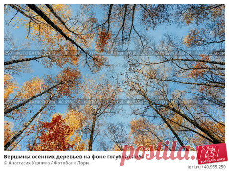 Вершины осенних деревьев на фоне голубого неба Стоковое фото, фотограф Анастасия Усанина / Фотобанк Лори