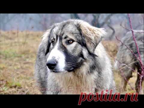 Румынская карпатская овчарка - описание породы собак - YouTube