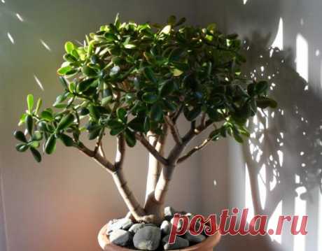Невероятно но факт: Денежное дерево способно лечить болезни - Здоровье на Joinfo.ua