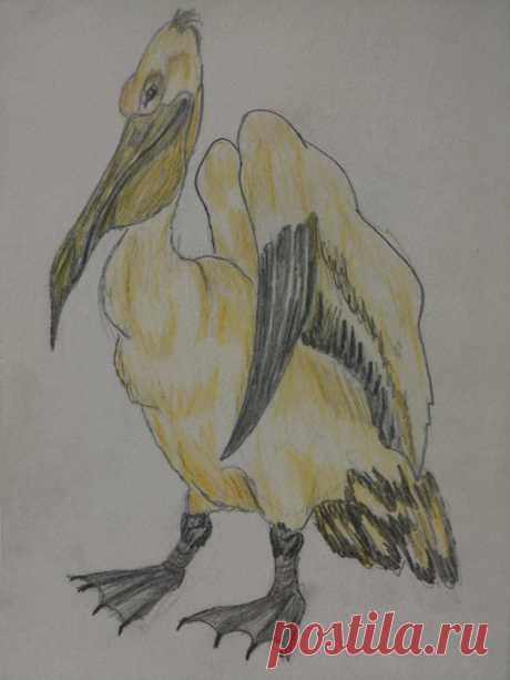 Розовый пеликан 1997 г. (карандаш)