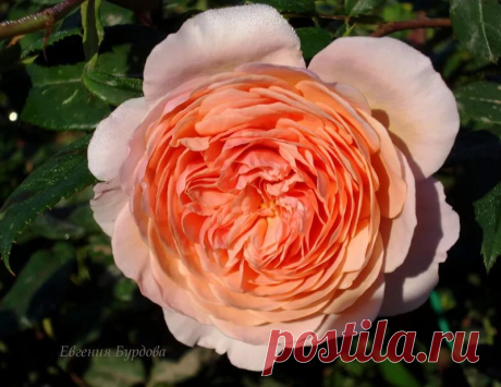 William Morris (Уильям Морис)шраб, Austin, Англия, 2001 Мр 3, Чп 3, зона 6. Выс 120-150 см, цвет розовый. Размер цветка: 8-10 см в Яндекс.Коллекциях
