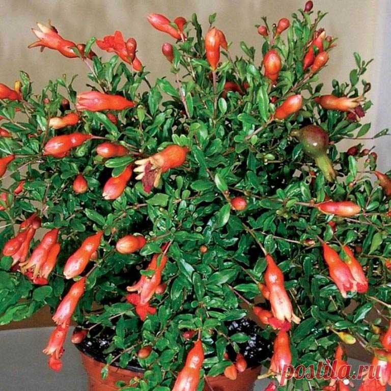 Комнатное растение Гранат (латинское Punica). Во времена Древнего Рима плоды гранатов завозили из Карфагена, на что намекает название рода (лат. punicum - "карфагенский"). Гранатовое деревце, обильно покрытое крупными красками, розовыми или белыми цветками, может украсить собой любой интерьер.