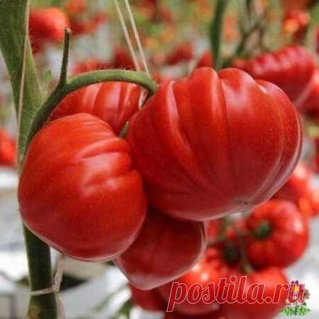 Чтобы томаты быстрее краснели