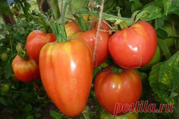 Сладкие сорта томатов. Не забудьте посадить у себя на даче — Домашние