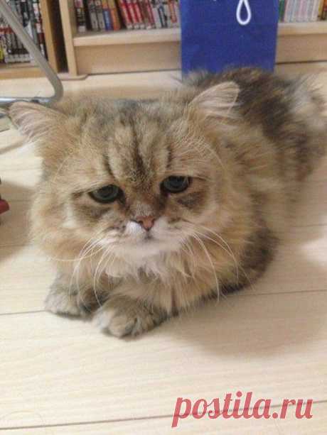 Самый грустный кот интернета по имени кот Фу-чан.