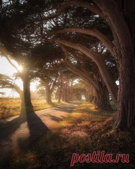 «Кипарисовый «Тоннель из деревьев», Пойнт-Рейес, Калифорния 📸 Michael Sidofsky #tlpicks #lensbible #tree_brilliance #voyaged #tlpicks #nature #folkgood #mindzeye #streetartglobe #agameoftones» — карточка пользователя Александр Б. в Яндекс.Коллекциях