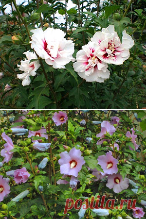 Гибискус садовый древовидный - уход и размножение, посадка и выращивание, как зимует в саду, фото, видео