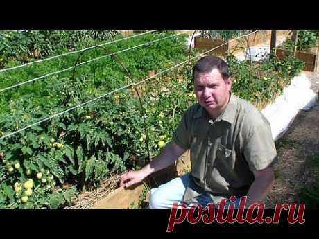 ▶ Формирование томатов открытого грунта - YouTube