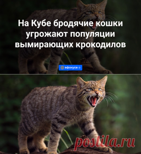 2024--На Кубе бродячие кошки угрожают популяции вымирающих крокодилов - ВФокусе Mail.ru
