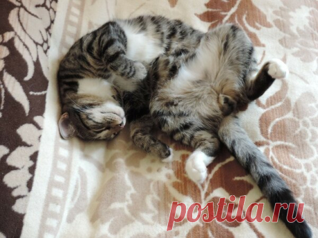 Наши коты - #15 | Кошка Чернуха и кот Беляшик | Яндекс Дзен