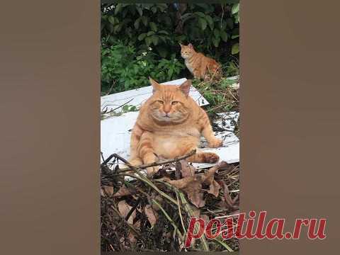 Funny animals 2023😆 - Funniest Cats and Dogs Video🐕🐈289 #shorts