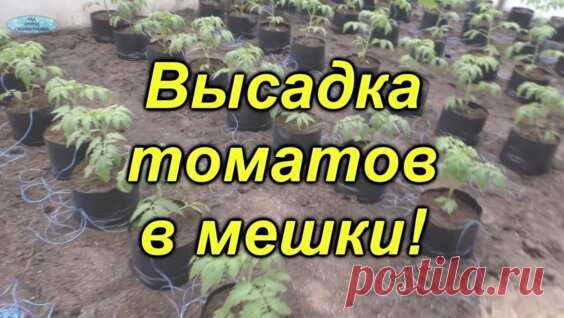 Высадка томатов в пакетах- отличный способ для раннего урожая! - Яндекс.Видео