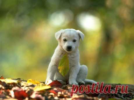 Images Animals Wallpapers (23 Wallpapers) – Adorable Wallpapers