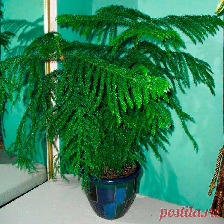 Комнатное растение Араукария (Araucaria). В культуре выращивается всего один вид - араукария разнолистная (A.heterophylla). При выращивании в комнатных условиях высота араукарии редко превышает 1,5 м, при этом они испытывают сложности с размножением. Для этой цели обычно используют верхушечные черенки, которые срезают в середине лета.