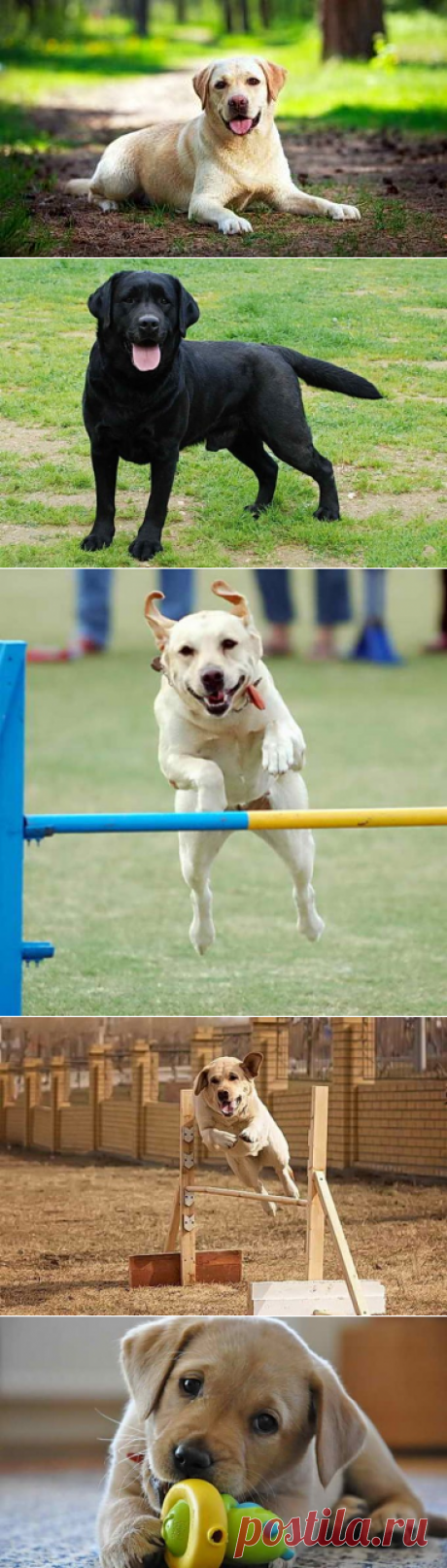 Порода лабрадор: характеристика собаки, характер, умения и навыки