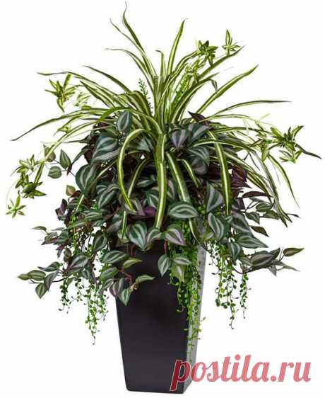 Nearly Natural Wandering Jew and Spider Plant in Black Planter