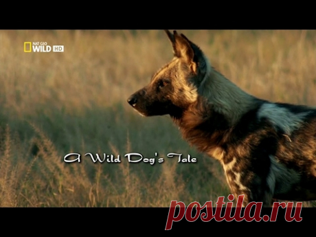 История одной гиеновой собаки - A wild dog's tale(Nat Geo Wild)