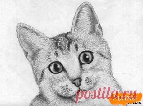 Как нарисовать кошку породы египетская мау поэтапно