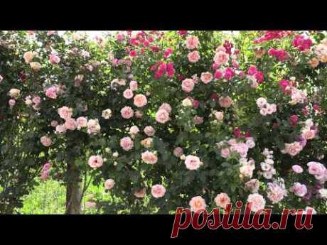 плетистая роза полька, питомник роз полины козловой, rozarium.biz ,braided rose polka