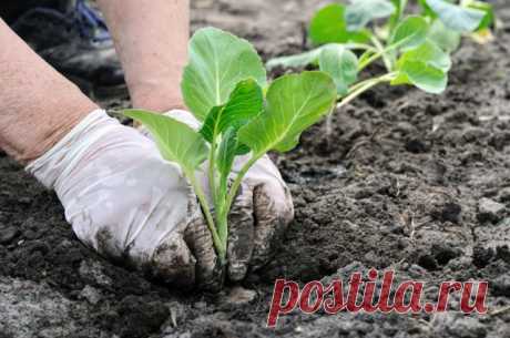 Когда и как высаживать капусту | Капуста, лук, чеснок (Огород.ru)