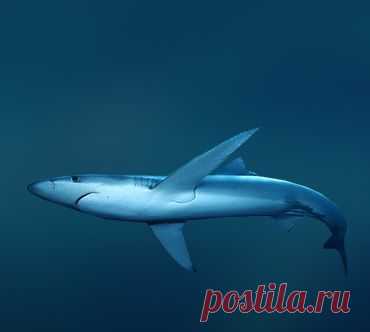Голубая акула (Prionace glauca) .