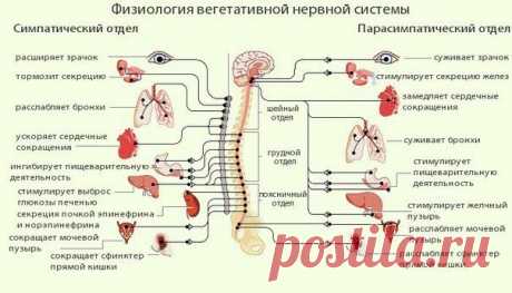 Улучшаем тонус сосудов - Журнал Советов Головная боль, головокружение или шатание, чувство сдавливание в висках, отдающее то в шею, то в щеку, боль в глазах, постоянный упадок сил и желание плакать, беспричинные приступы страха, хаотичное биение сердца, боли в области сердца и т.д. – этот список можно продолжать и если это кому-то знакомо, то диагноз – ВСД- вегето-сосудистая дистония стоит в […]