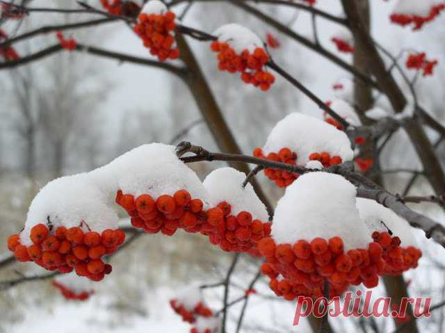 «Родовое название Sorbus произошло от кельтского «терпкий» и дано рябине за терпкий вкус плодов; видовое — в переводе обозначает «ловящая птиц» и произошло от давнего обычая заманивать птиц в силки ягодами рябины. » — карточка пользователя Илья Кольчевский в Яндекс.Избранном