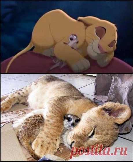 The real Simba and timon - Jokes, Memes &amp; Pictures