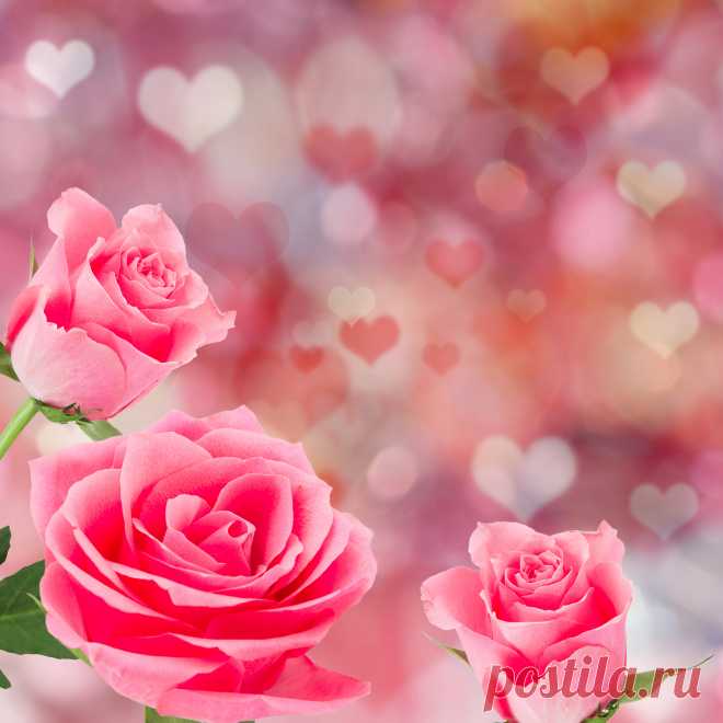 Rose 48863_ 花 写真 _Flower class_ Gallery Wallpaper_68Design