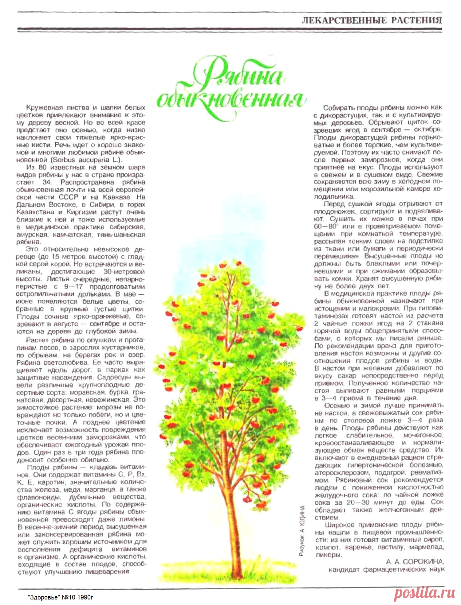 Рябина обыкновенная