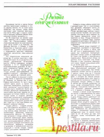 Рябина обыкновенная