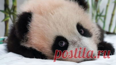 В Московском зоопарке рассказали о развитии панды Катюши. В Московском зоопарке заявили, что панда Катюша иногда выходит в большой вольер на прогулку со своей матерью, но решение показать её посетителям будет принято на основе рекомендаций китайских коллег. Читать далее